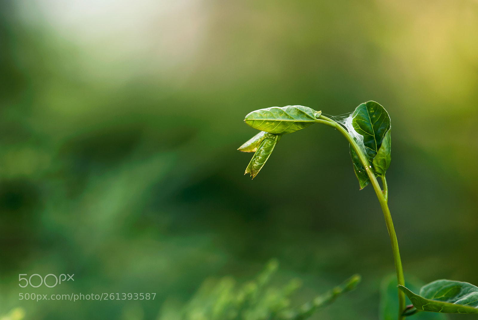 Nikon D60 sample photo. Bindweed vine photography