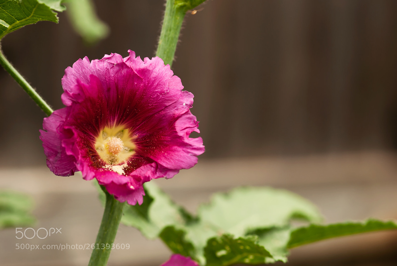 Nikon D60 sample photo. Dark pink hollyhock flower photography