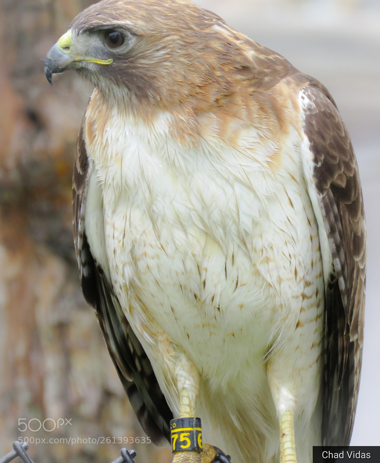 Canon PowerShot SX60 HS sample photo. The red-tail photography