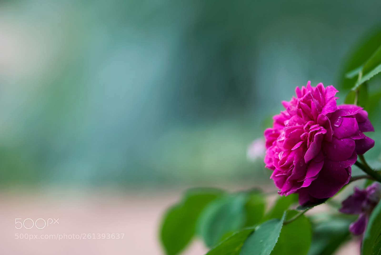 Nikon D60 sample photo. Dark pink rose against photography