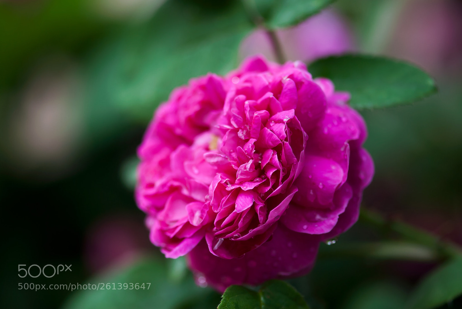 Nikon D60 sample photo. Dark pink rose blossom photography