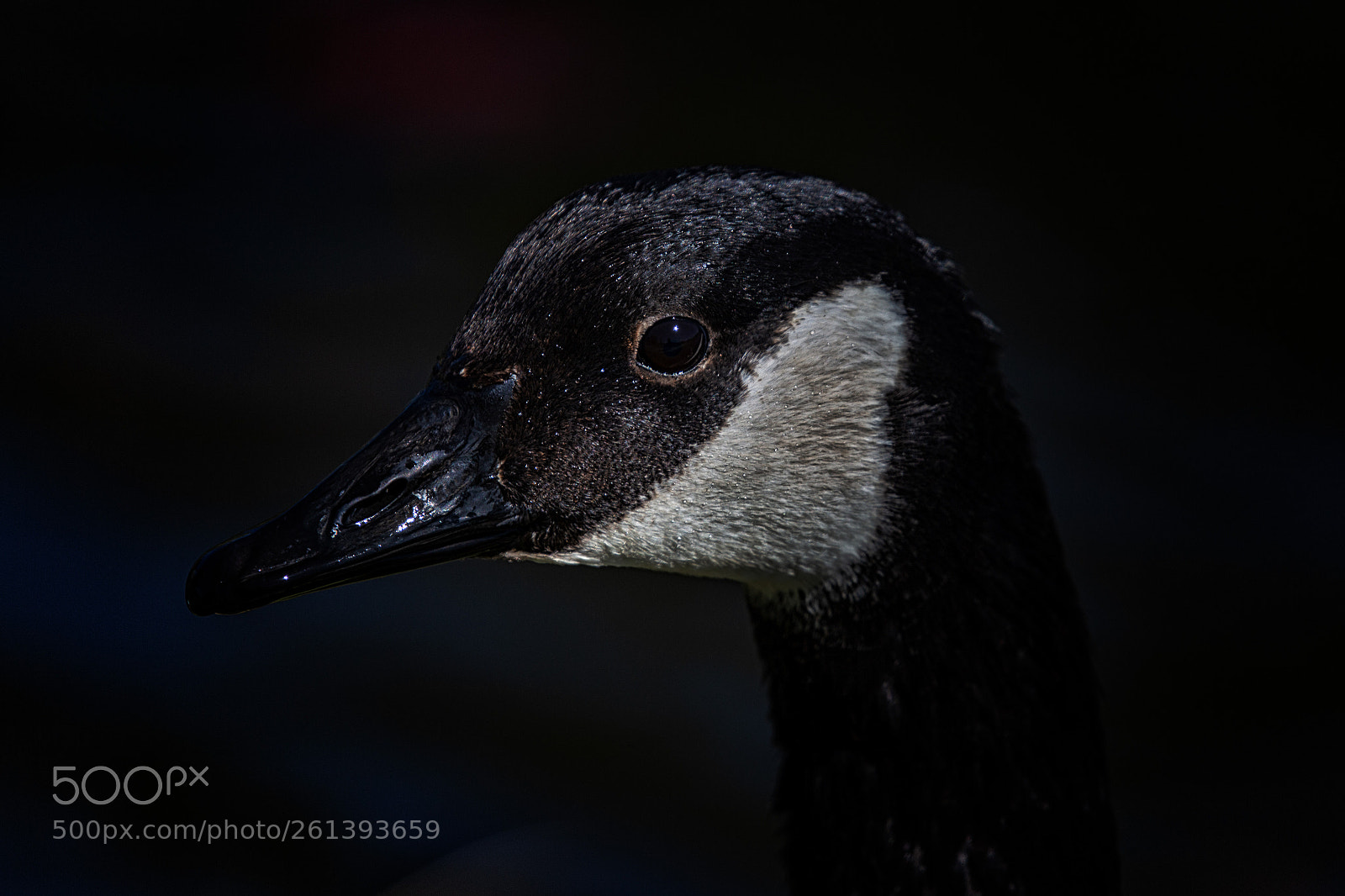 Canon EOS 6D sample photo. Mother goose photography