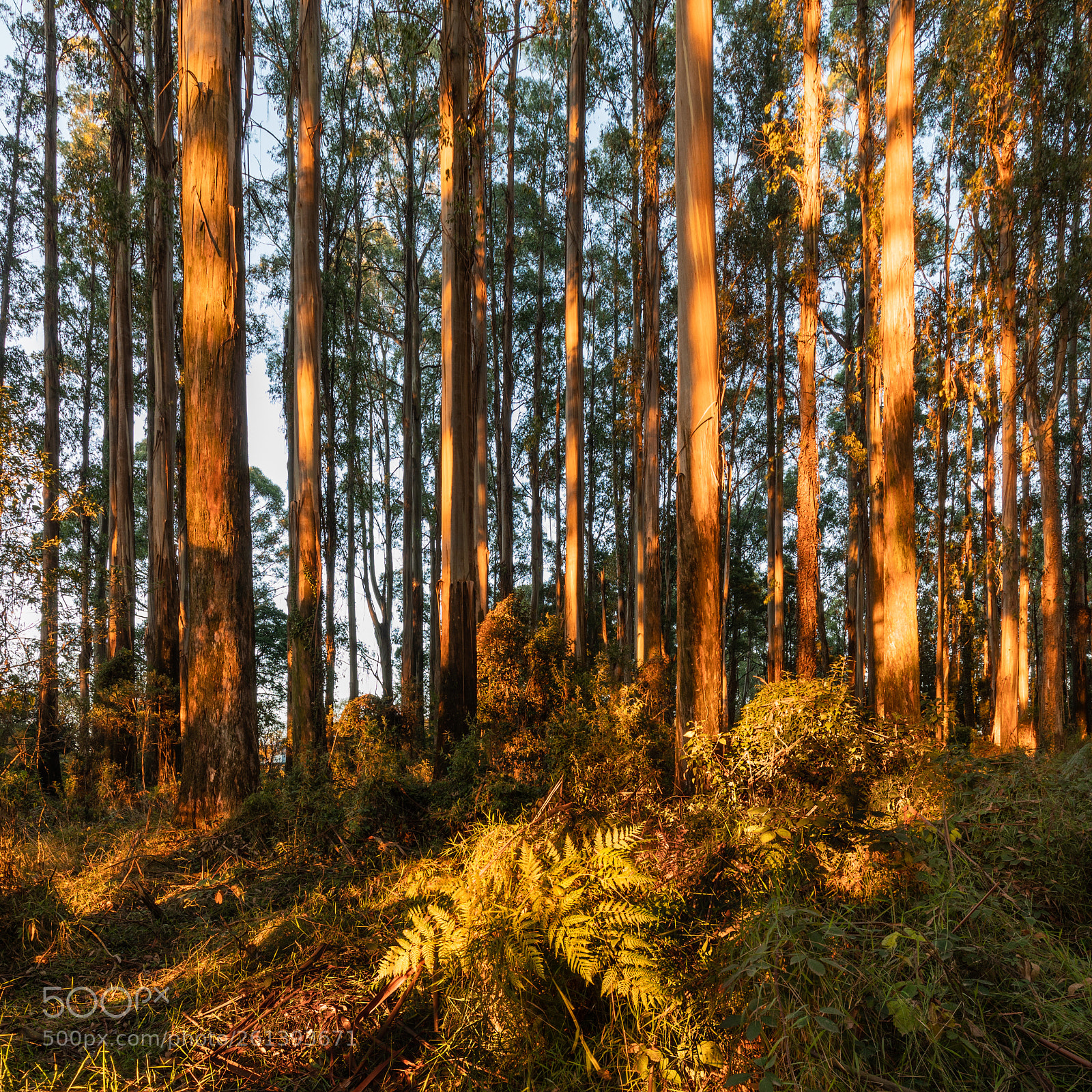 Canon EOS 5D Mark IV sample photo. Eucalypt forest at sunrise photography