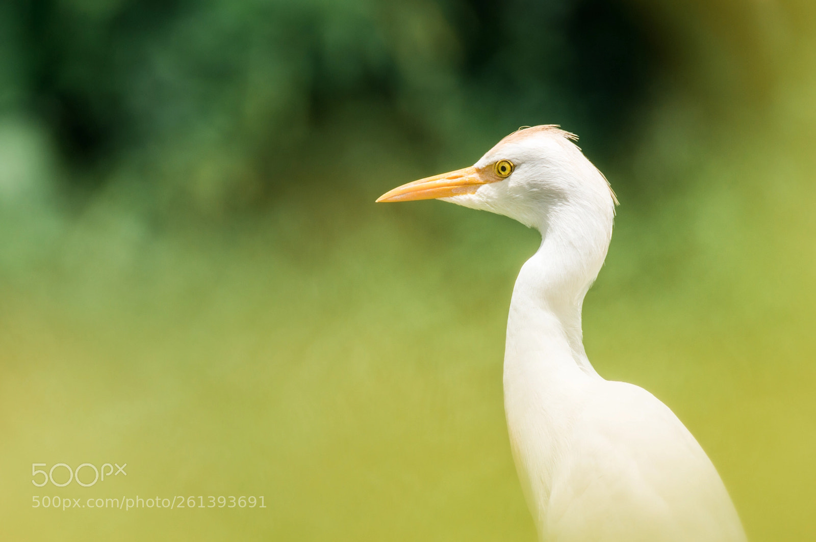 Nikon D3200 sample photo. Cattle egret photography