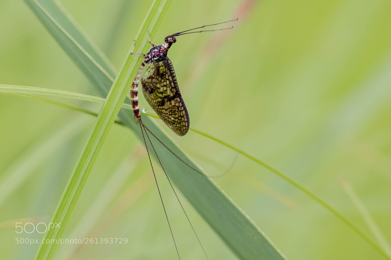 Canon EOS 80D sample photo. Mayfly - maifliege photography