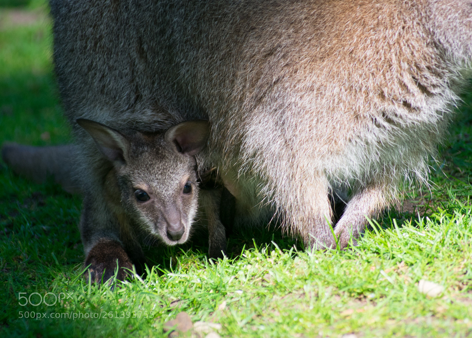 Nikon D3400 sample photo. Baby joey photography