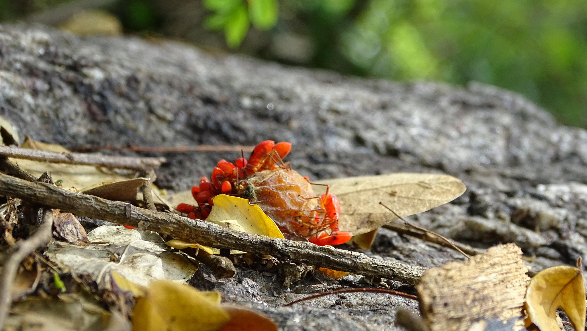 Sony Cyber-shot DSC-HX350 sample photo. Wildlife photography