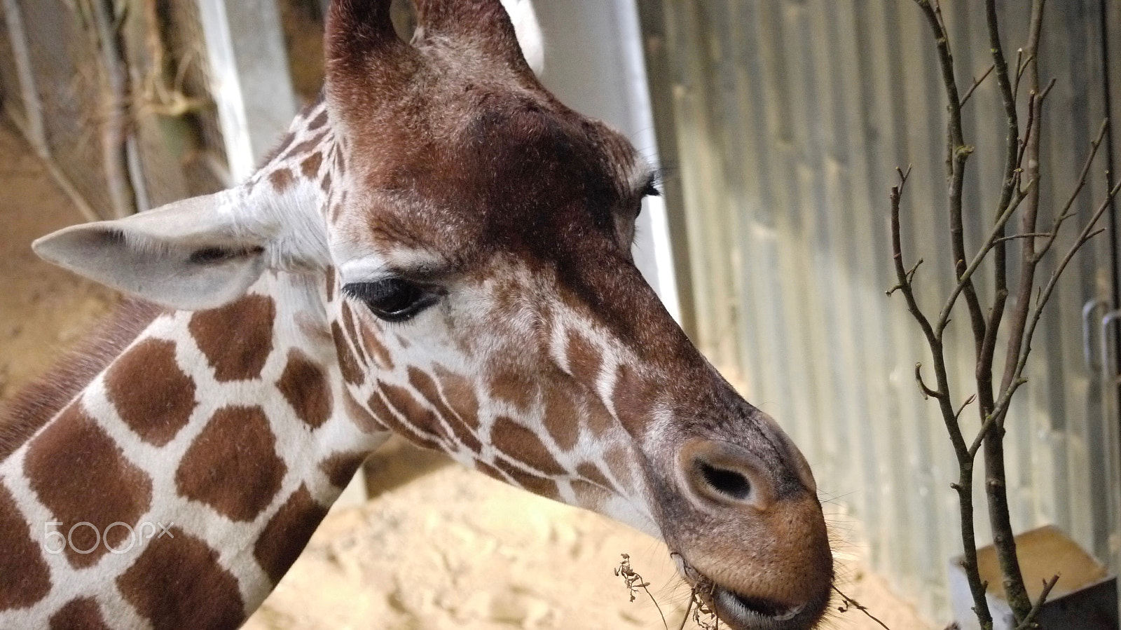 Panasonic Lumix DMC-G2 sample photo. Giraffe photography