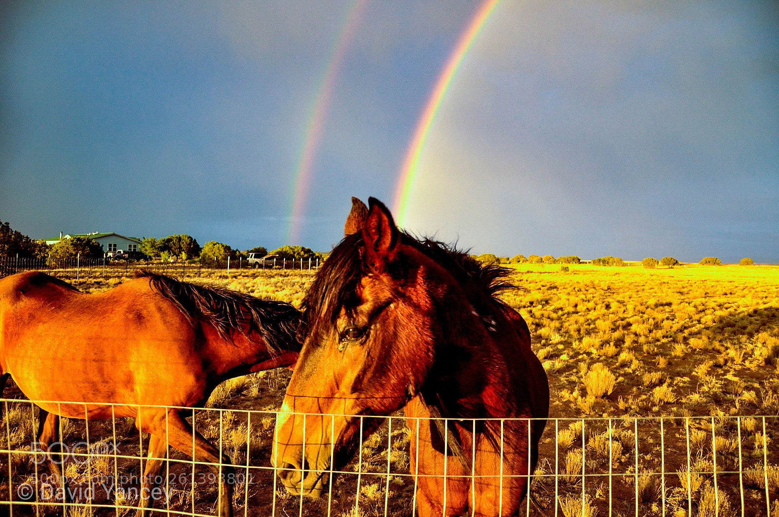 Nikon D90 sample photo. Double double photography