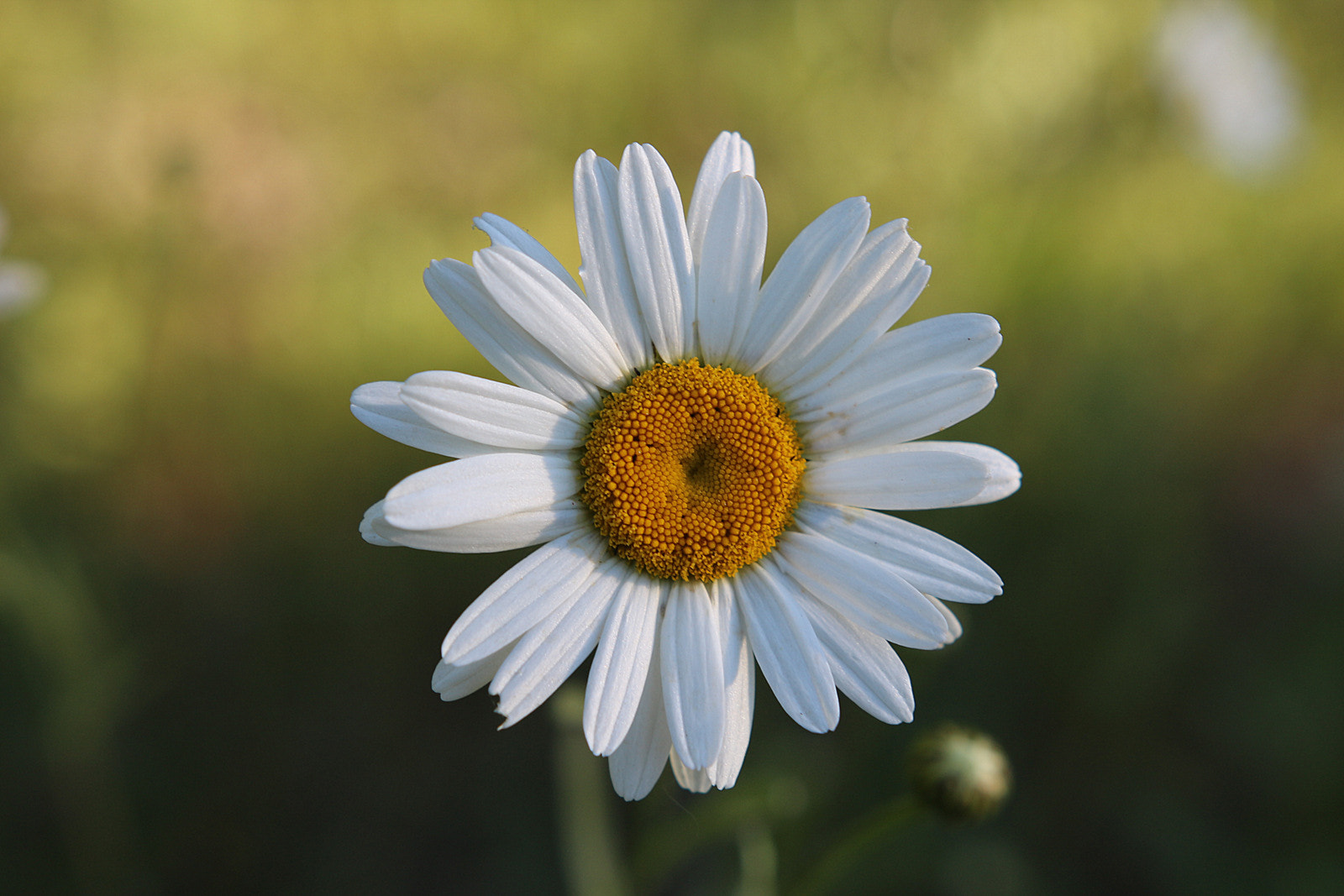 Sigma 18-35mm f/1.8 DC HSM sample photo. Img photography