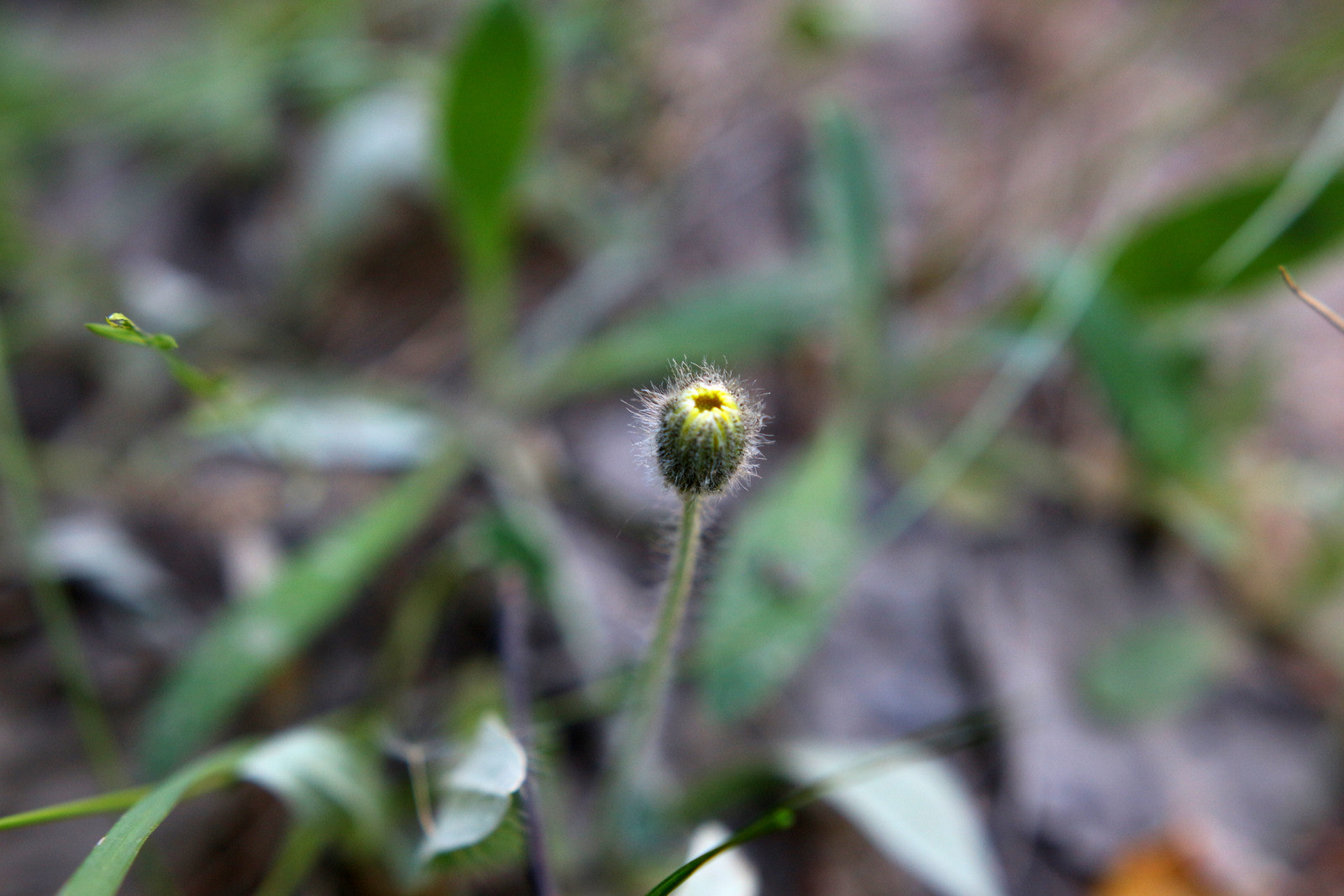 Sigma 18-35mm f/1.8 DC HSM sample photo. Img photography