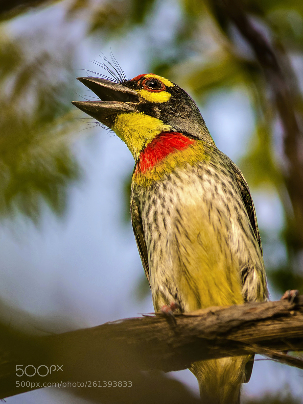 Canon EOS 7D Mark II sample photo. Coppersmith barbet photography