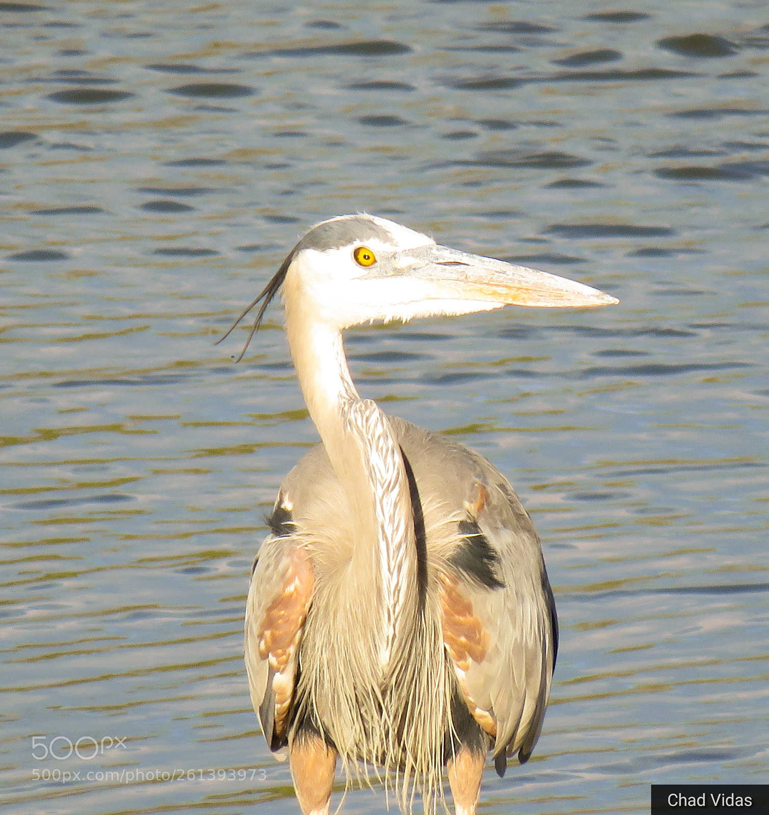 Canon PowerShot SX60 HS sample photo. Colorado blue photography