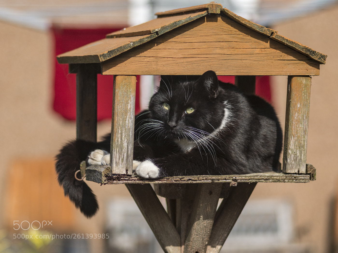 Canon EOS 70D sample photo. Bird trap photography
