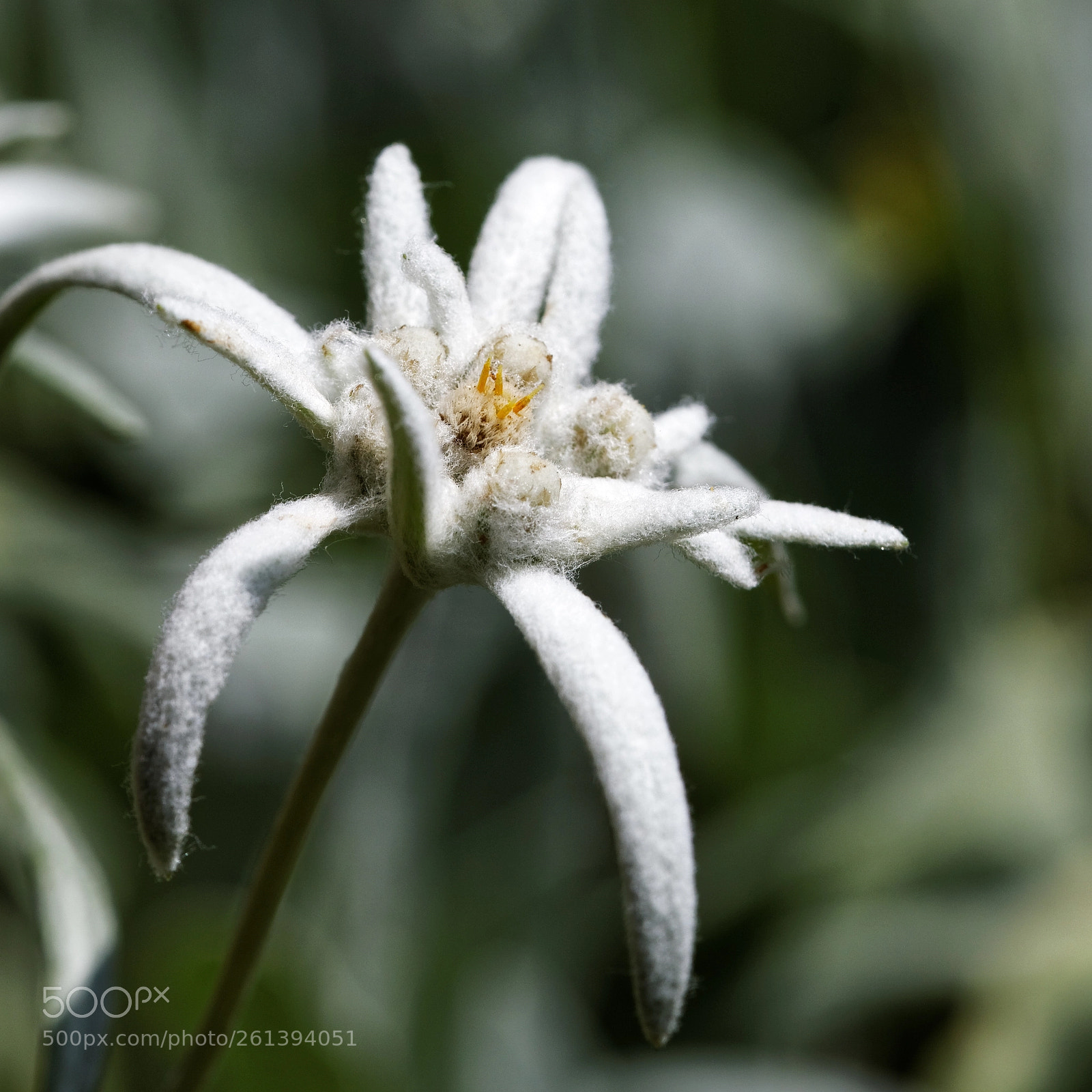 Canon EOS 6D sample photo. Edelweiß photography