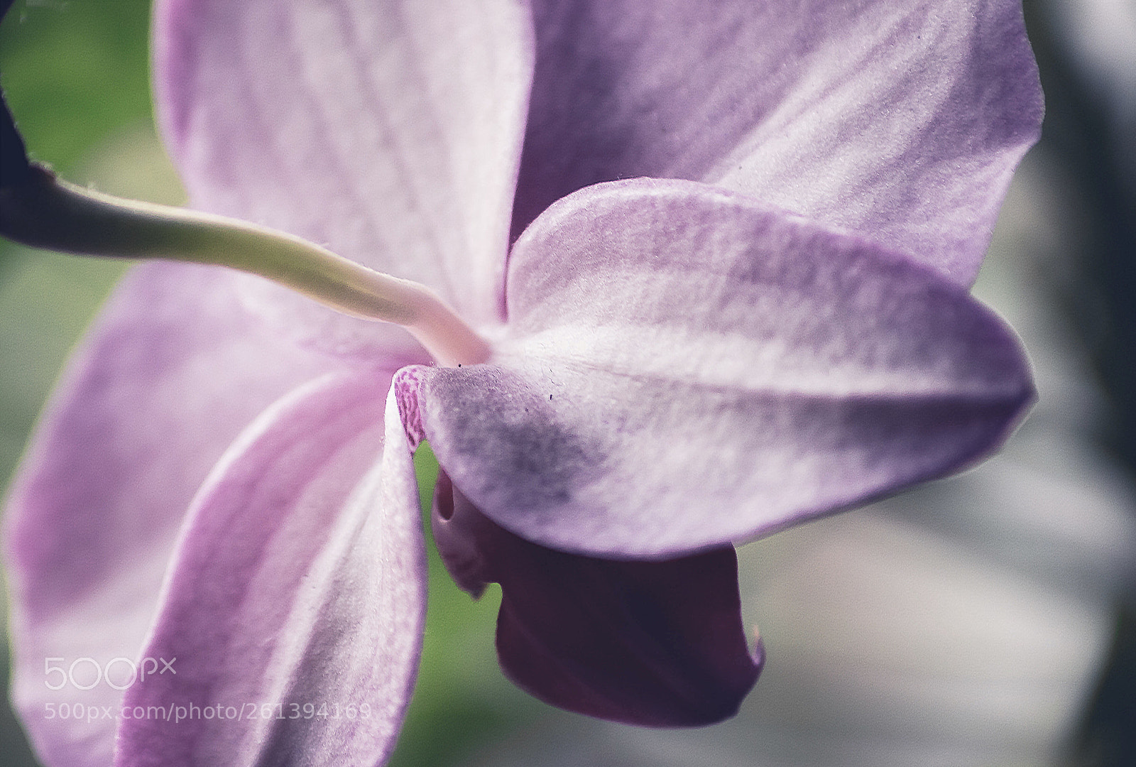Canon EOS 600D (Rebel EOS T3i / EOS Kiss X5) sample photo. Cool orchid  photography