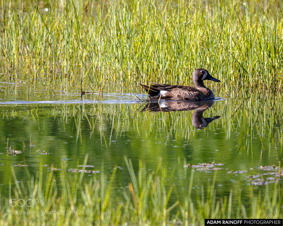 Canon EOS 70D sample photo. Blue winged teal la photography