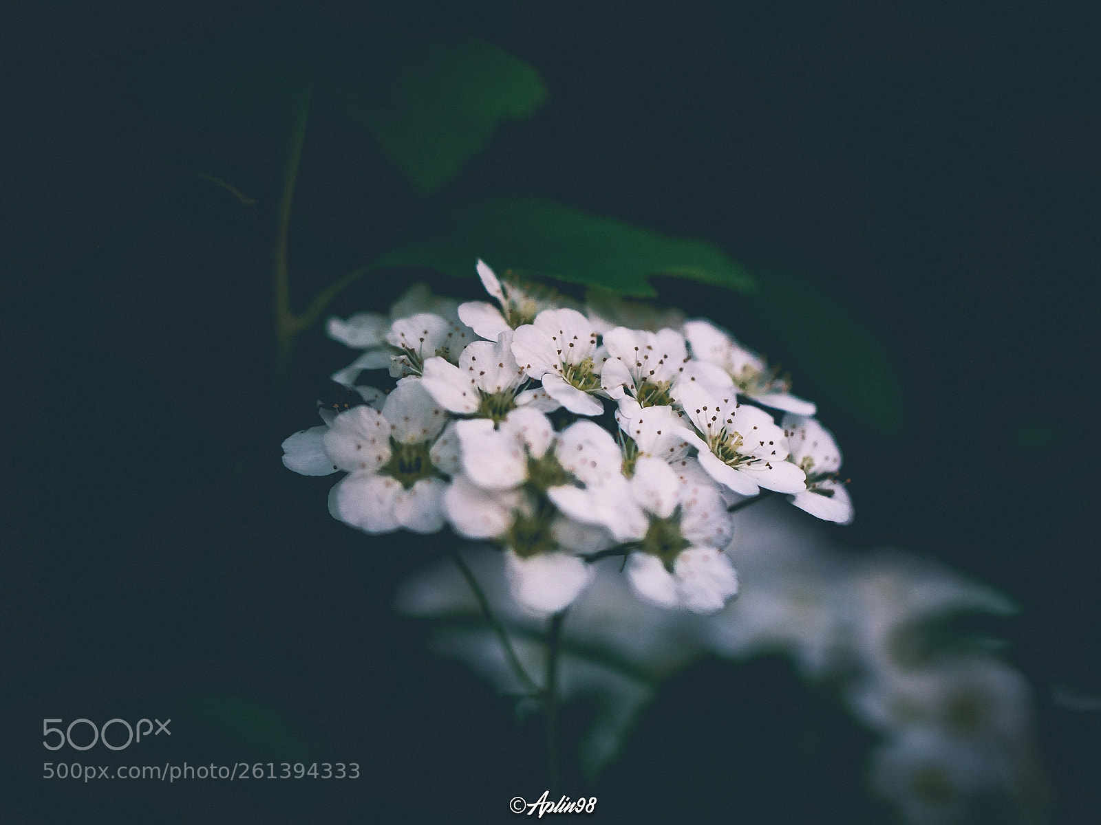 Canon EOS 700D (EOS Rebel T5i / EOS Kiss X7i) sample photo. Summer bloom photography