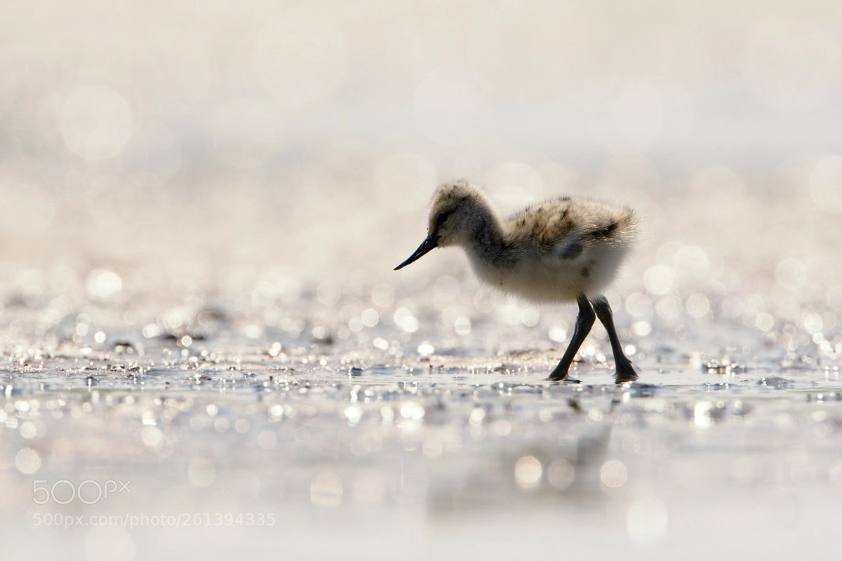 Canon EOS 7D Mark II sample photo. Pied avocet photography