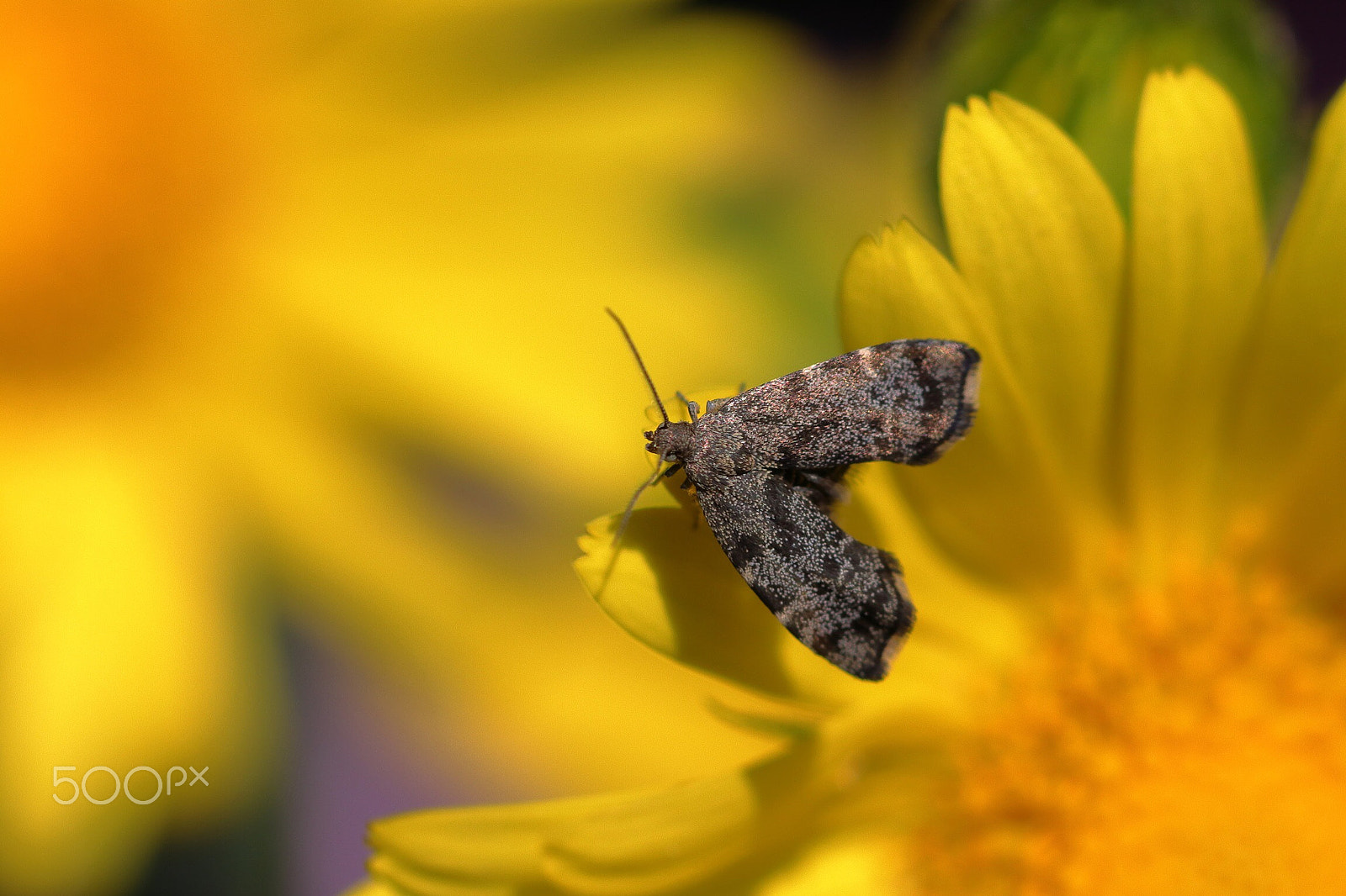 Canon EOS 800D (EOS Rebel T7i / EOS Kiss X9i) sample photo. Common nettle tap moth photography