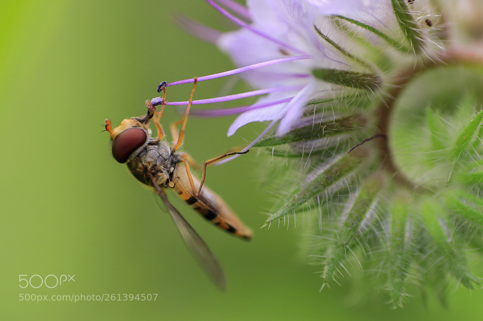 Canon EOS 80D sample photo. Macrophoto photography