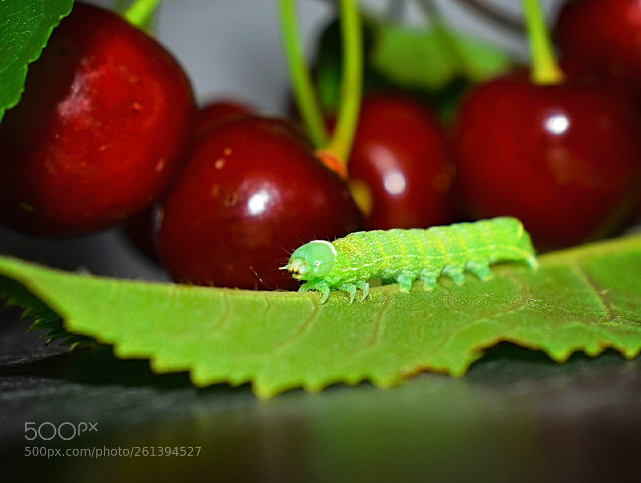 Nikon D5300 sample photo. Kirschen mit raupe! photography