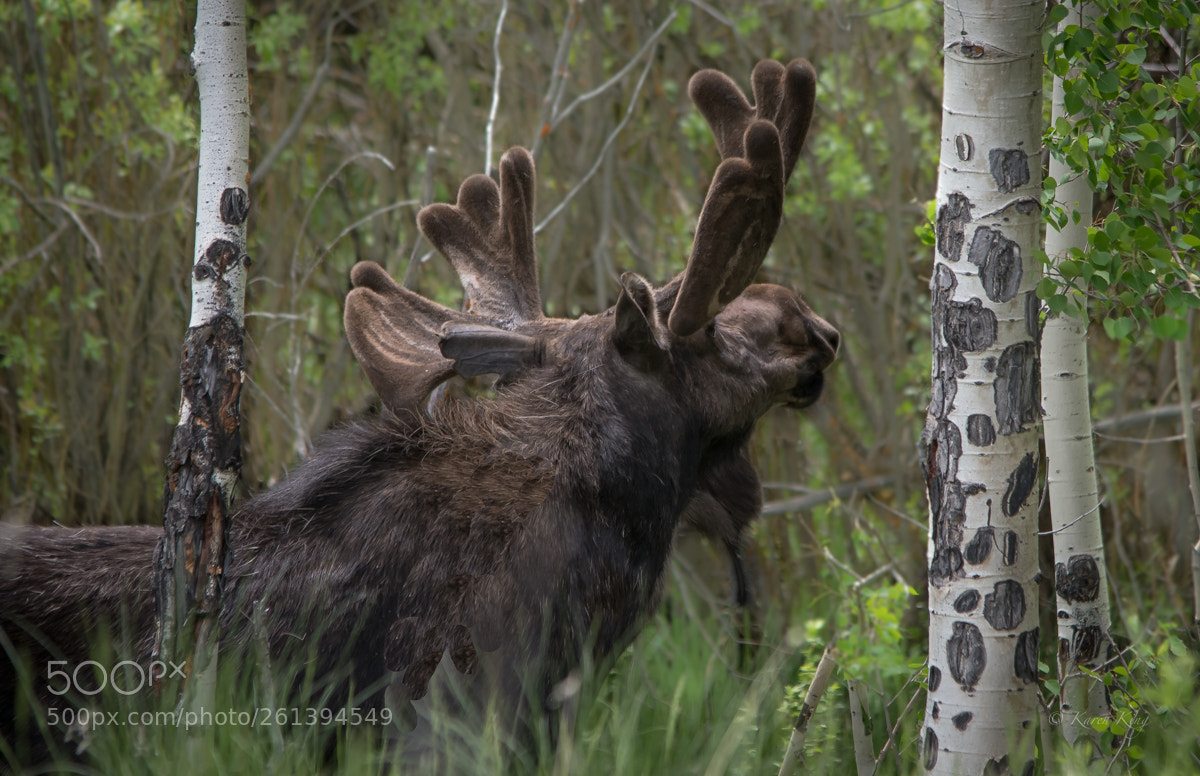 Nikon D500 sample photo. Bull moose photography
