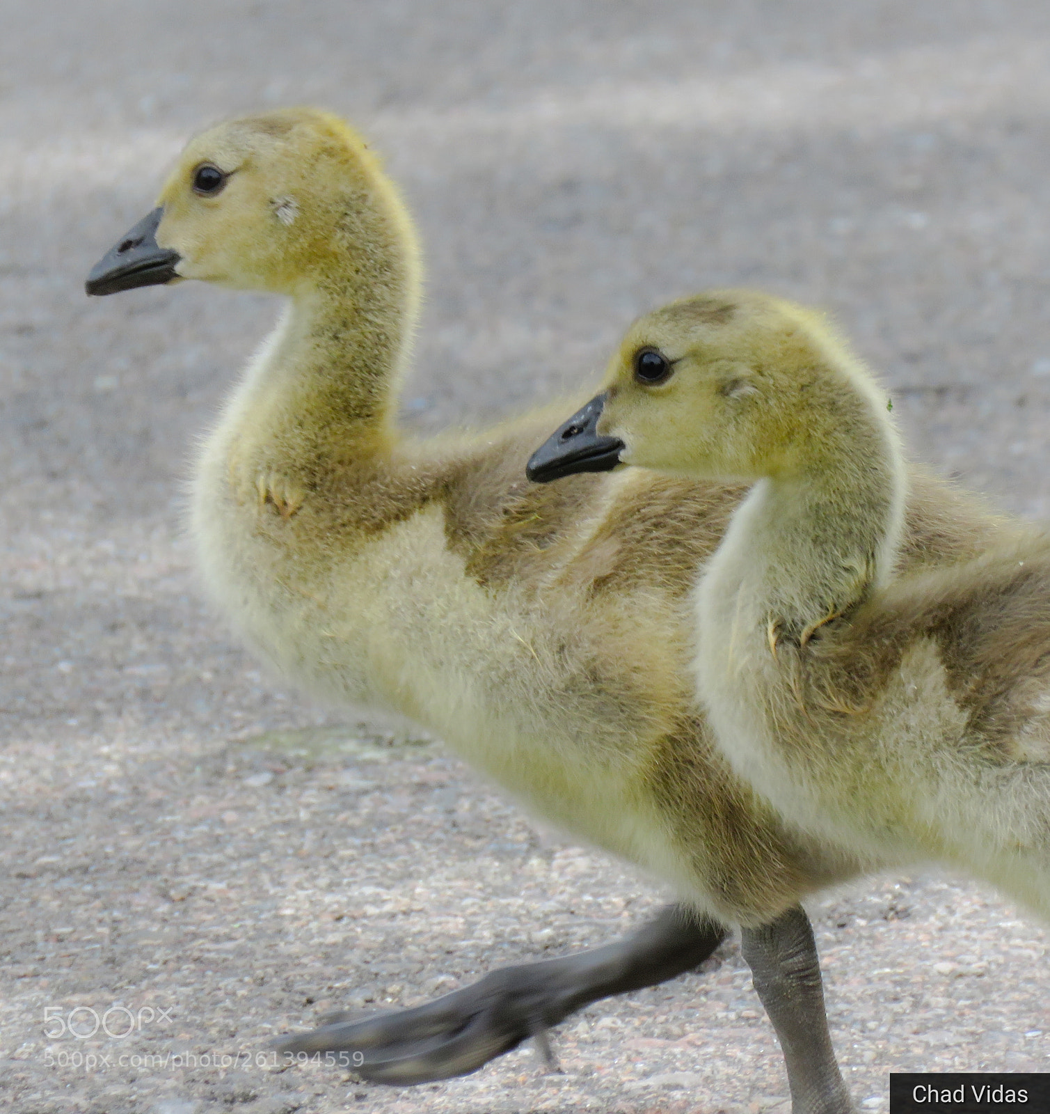 Canon PowerShot SX60 HS sample photo. Baby geese photography