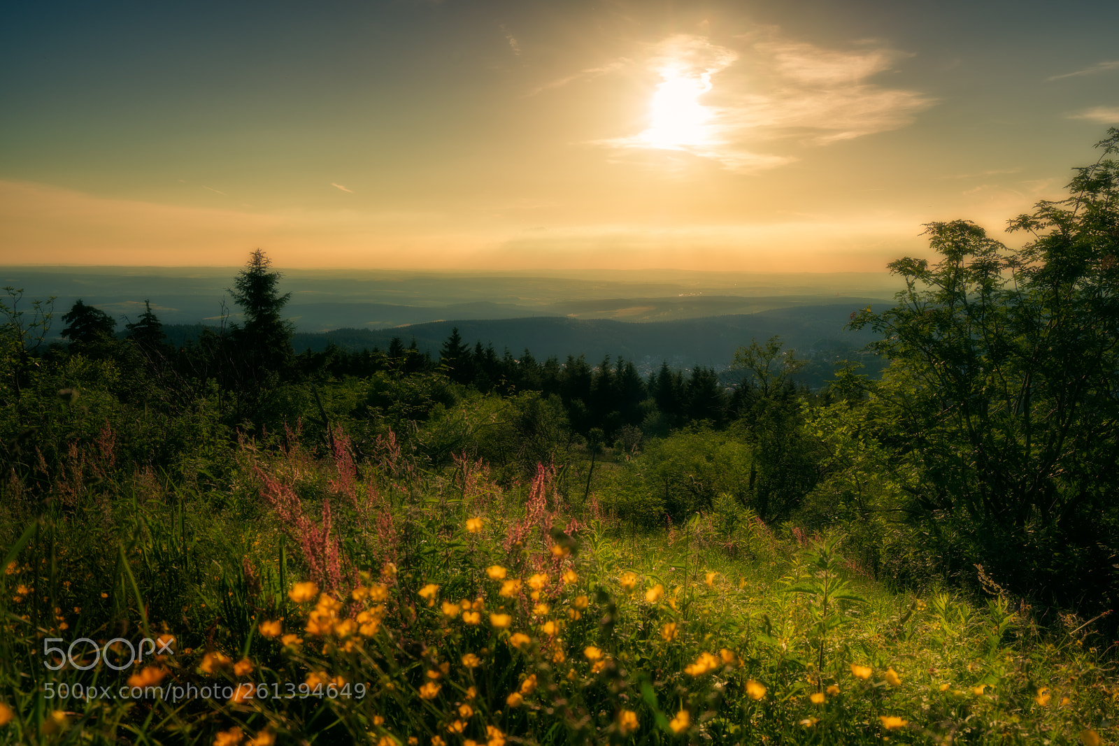Sony a7R II sample photo. Sommerlicher taunus photography