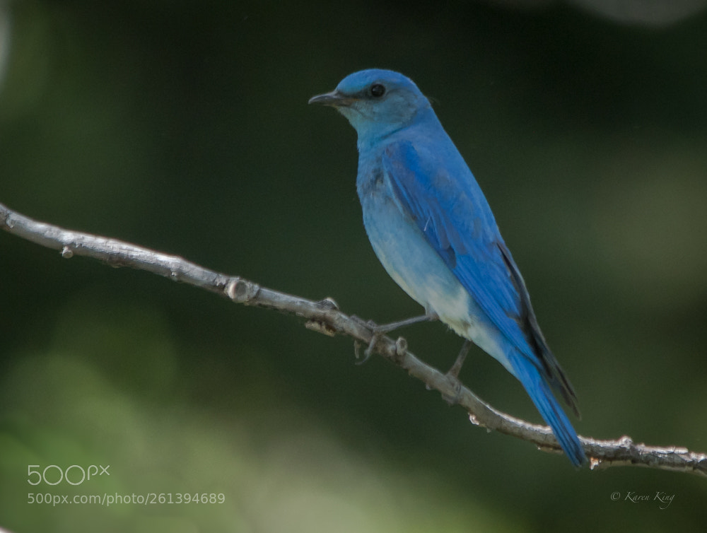Nikon D500 sample photo. Mountain bird photography