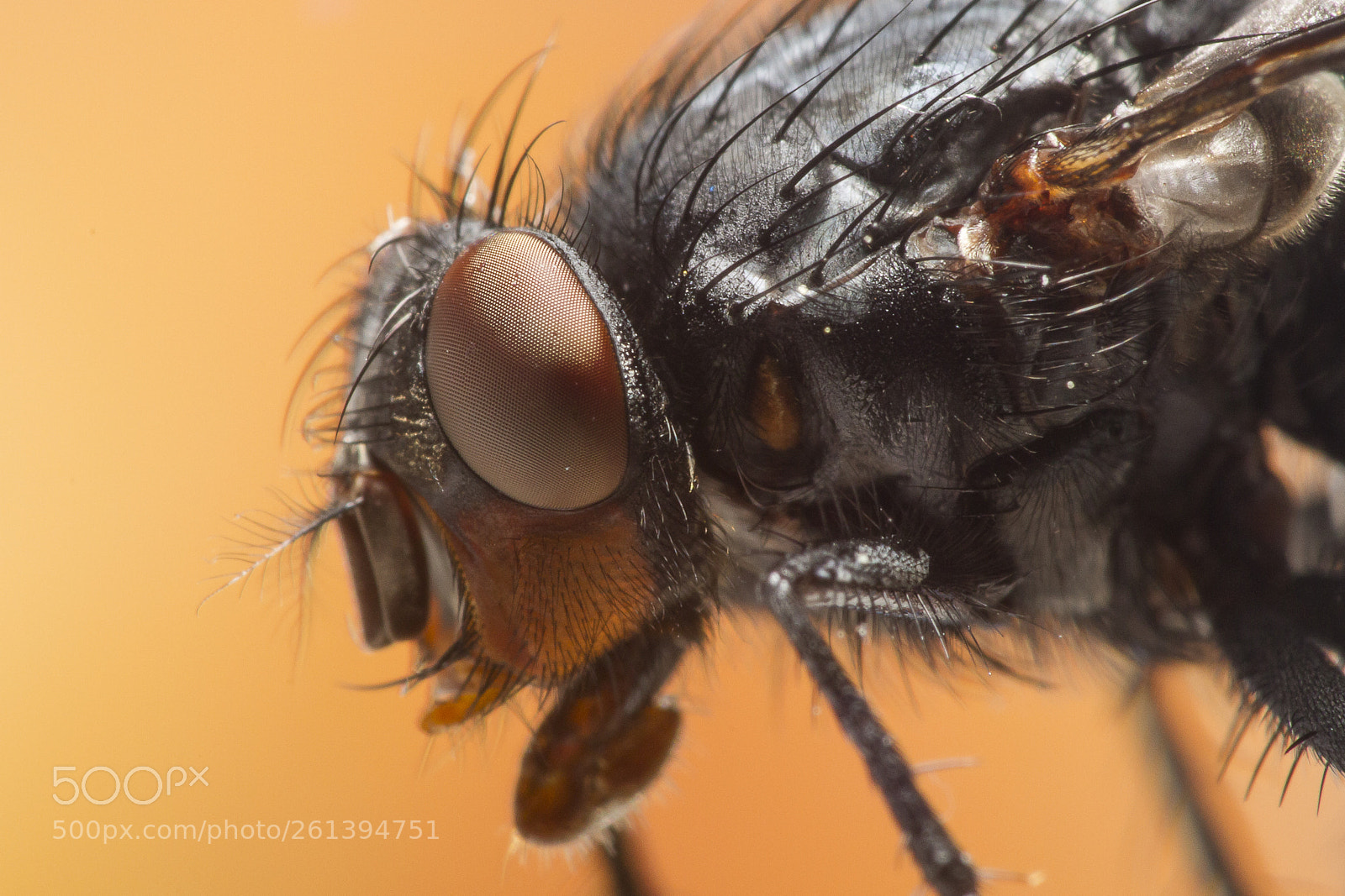 Canon EOS 7D sample photo. Mosca casera photography