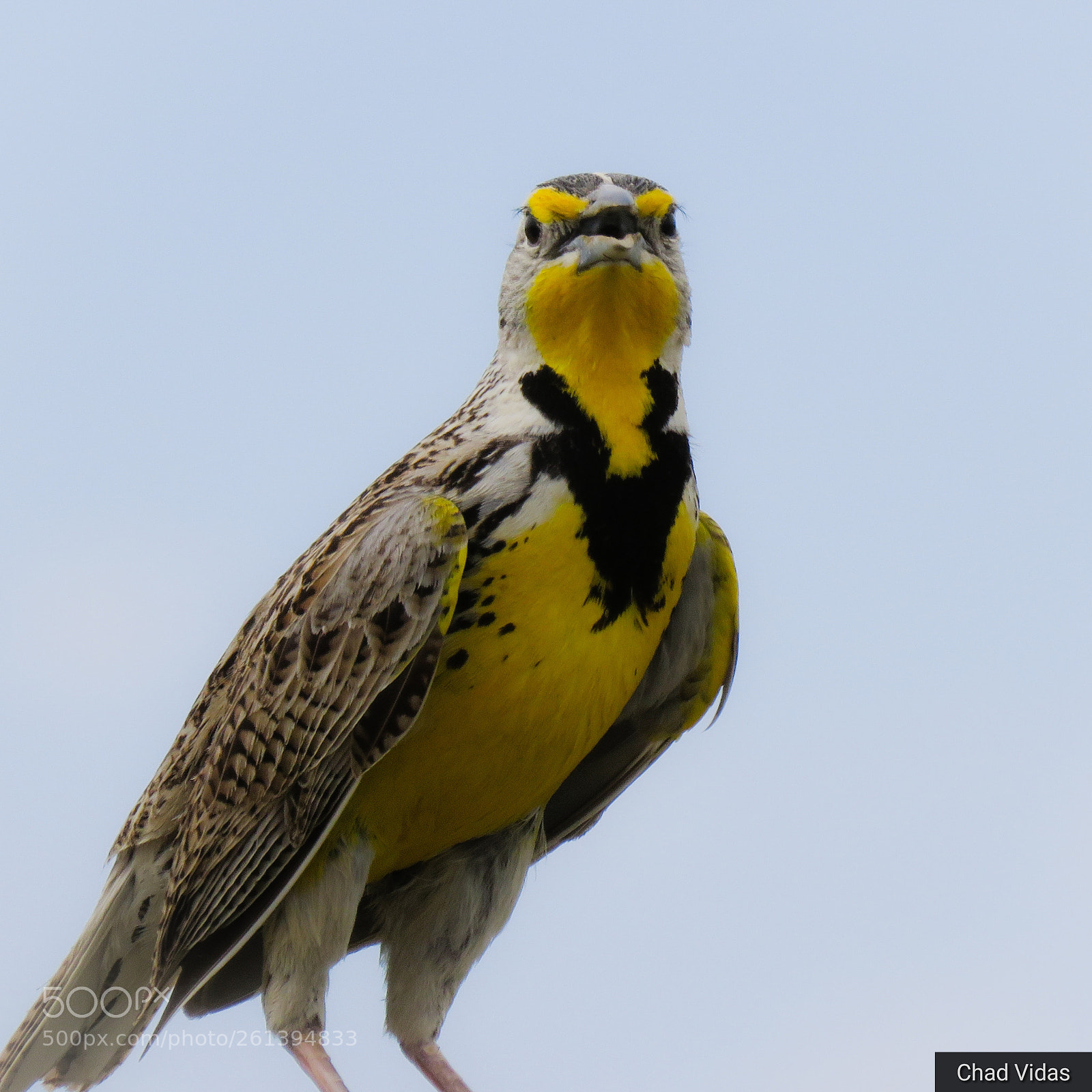 Canon PowerShot SX60 HS sample photo. Meadowlark stare down photography