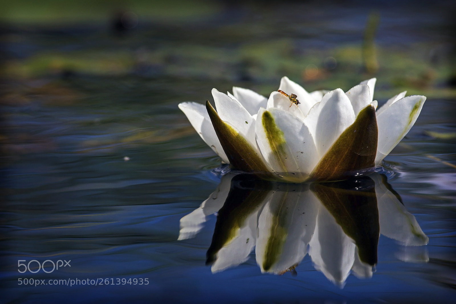 Canon EOS 60D sample photo. White lily reflected on photography