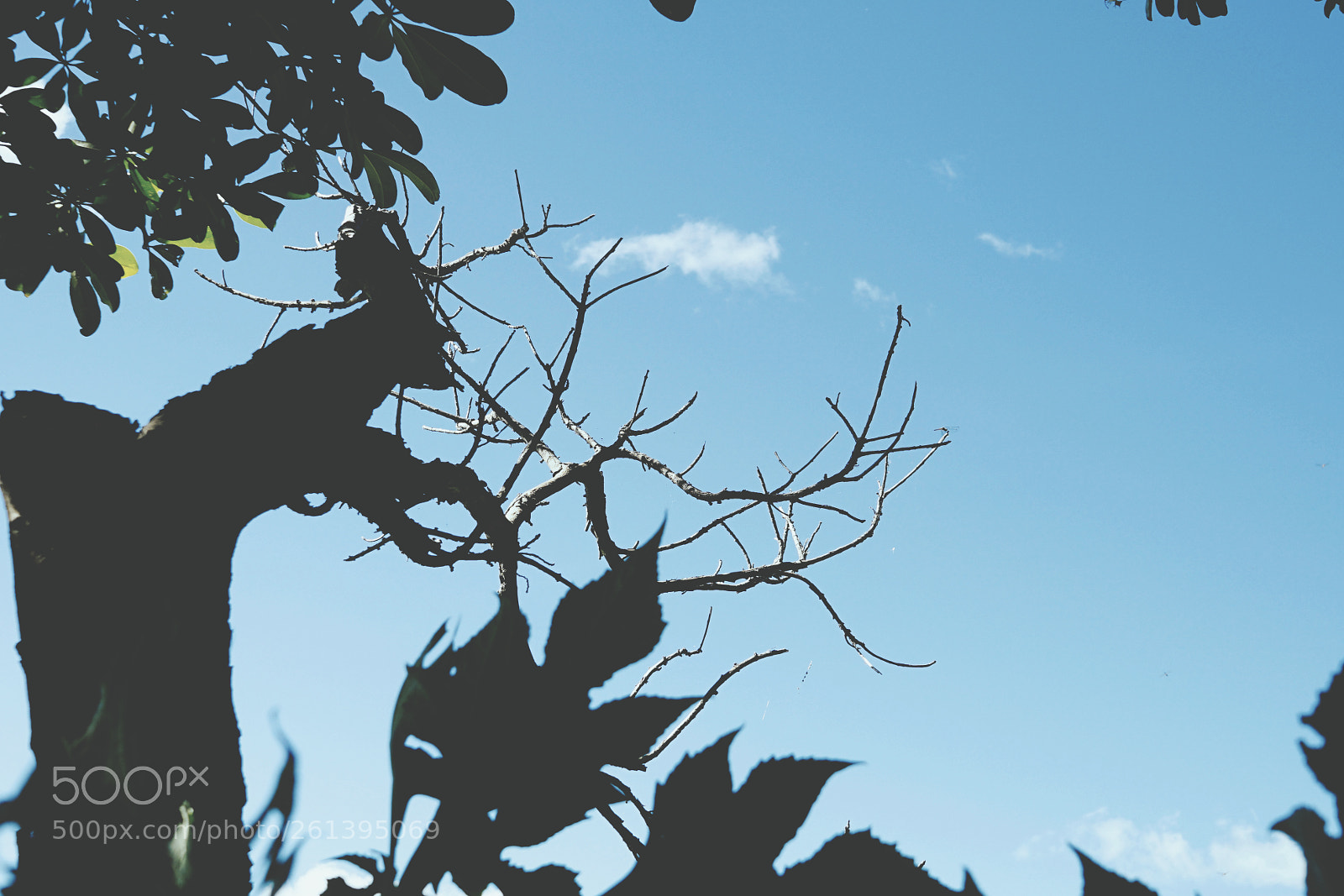 Sony a7 II sample photo. Chu dang ya, gia photography