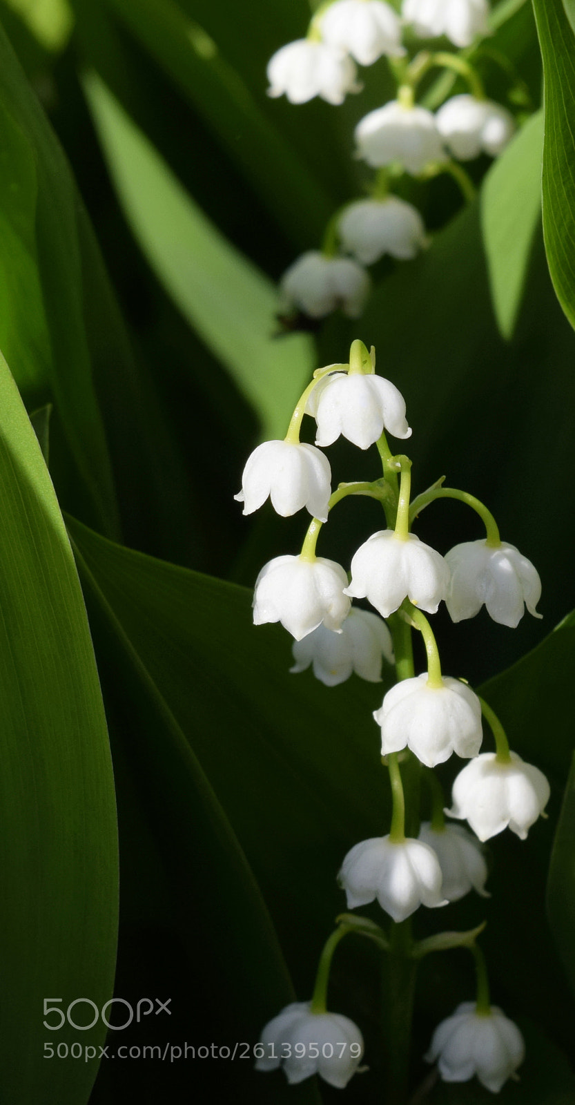 Nikon D3300 sample photo. Ландыши -  convallaria photography