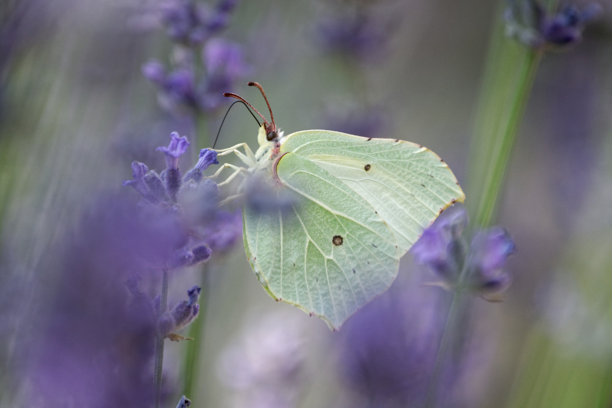 Nikon AF-S DX Nikkor 55-200mm F4-5.6G ED sample photo. Butterfly hiding in lavender photography