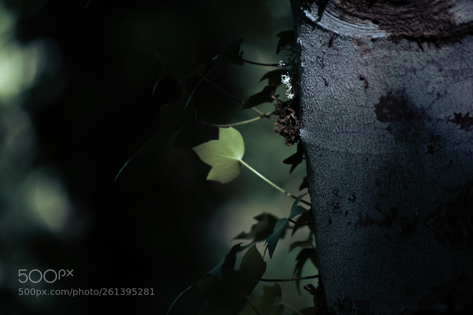 Nikon D3300 sample photo. Life under the dark photography