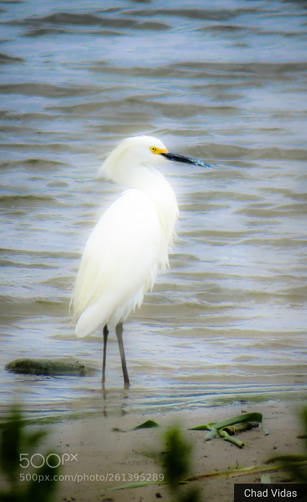 Canon PowerShot SX60 HS sample photo. Egrets photography