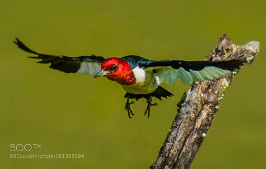 Nikon D4 sample photo. Red headed woodpecker in photography