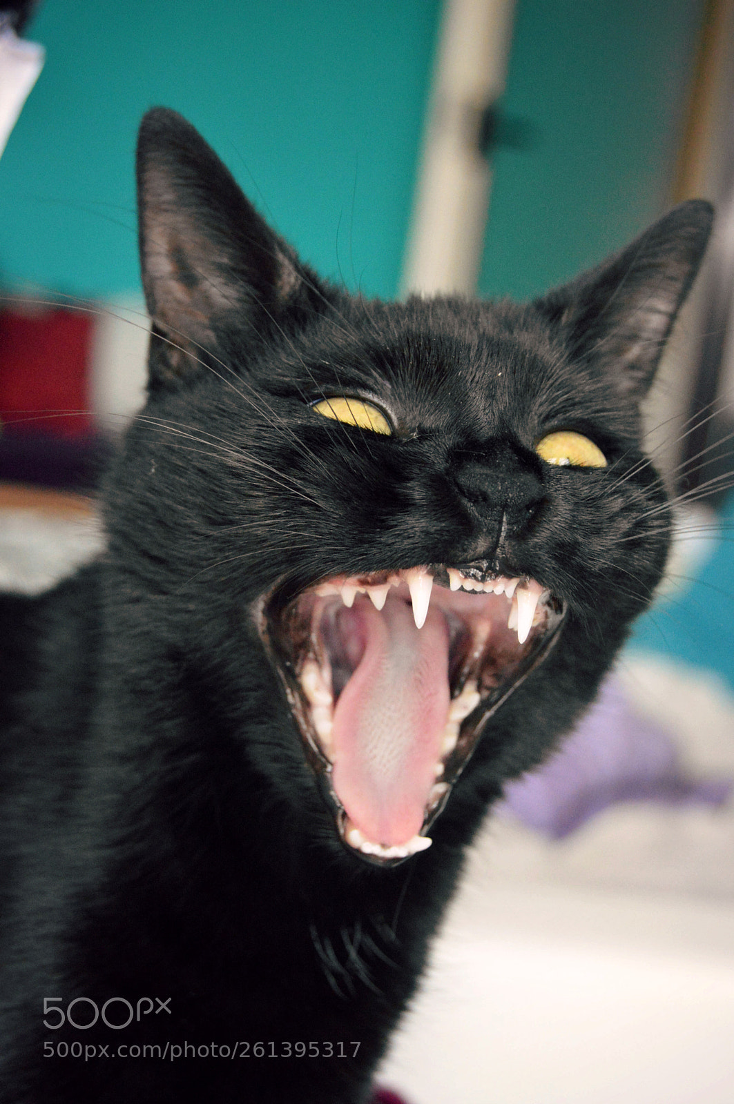Nikon D3200 sample photo. Black cat photography