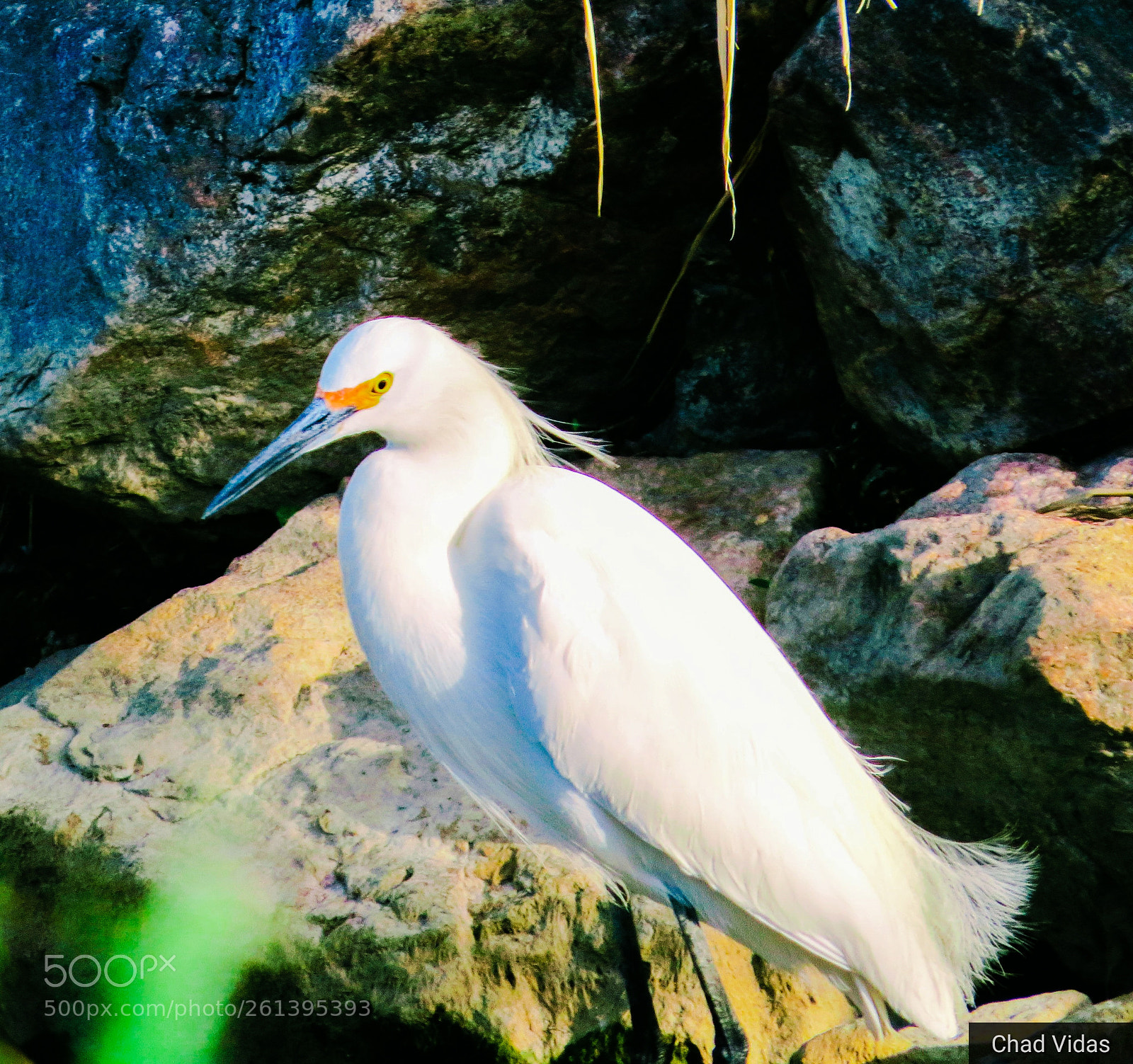 Canon PowerShot SX50 HS sample photo. Beautiful egret photography
