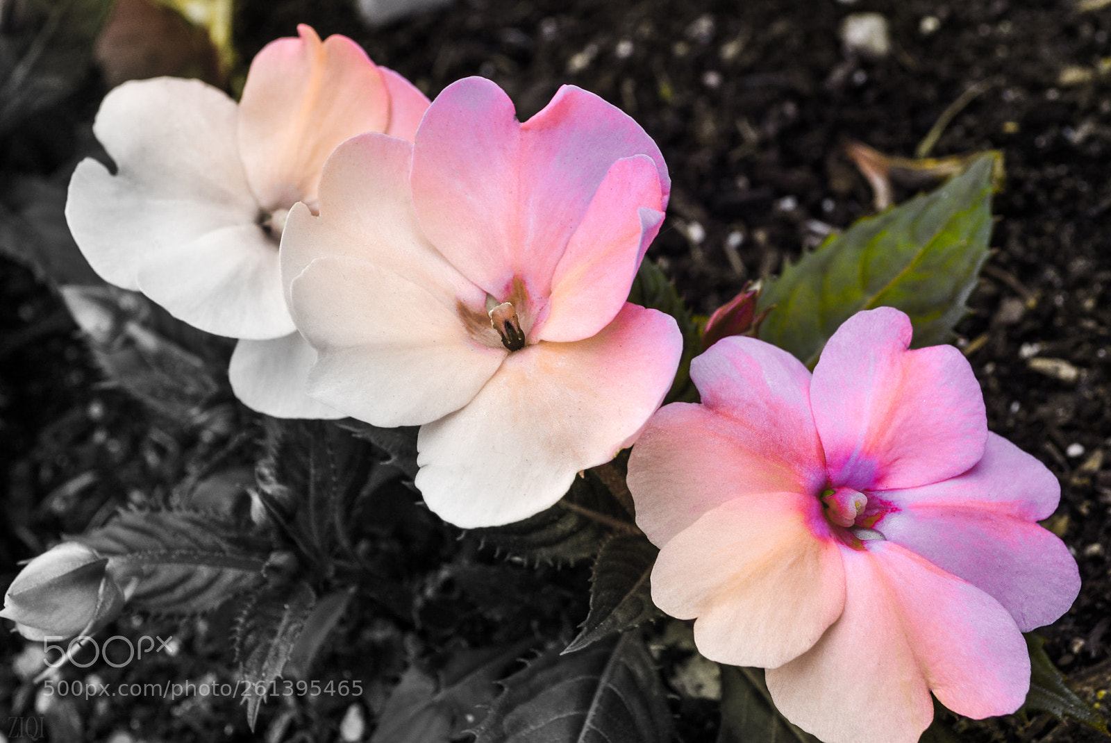 Nikon D3100 sample photo. Personal manipulation techique photography