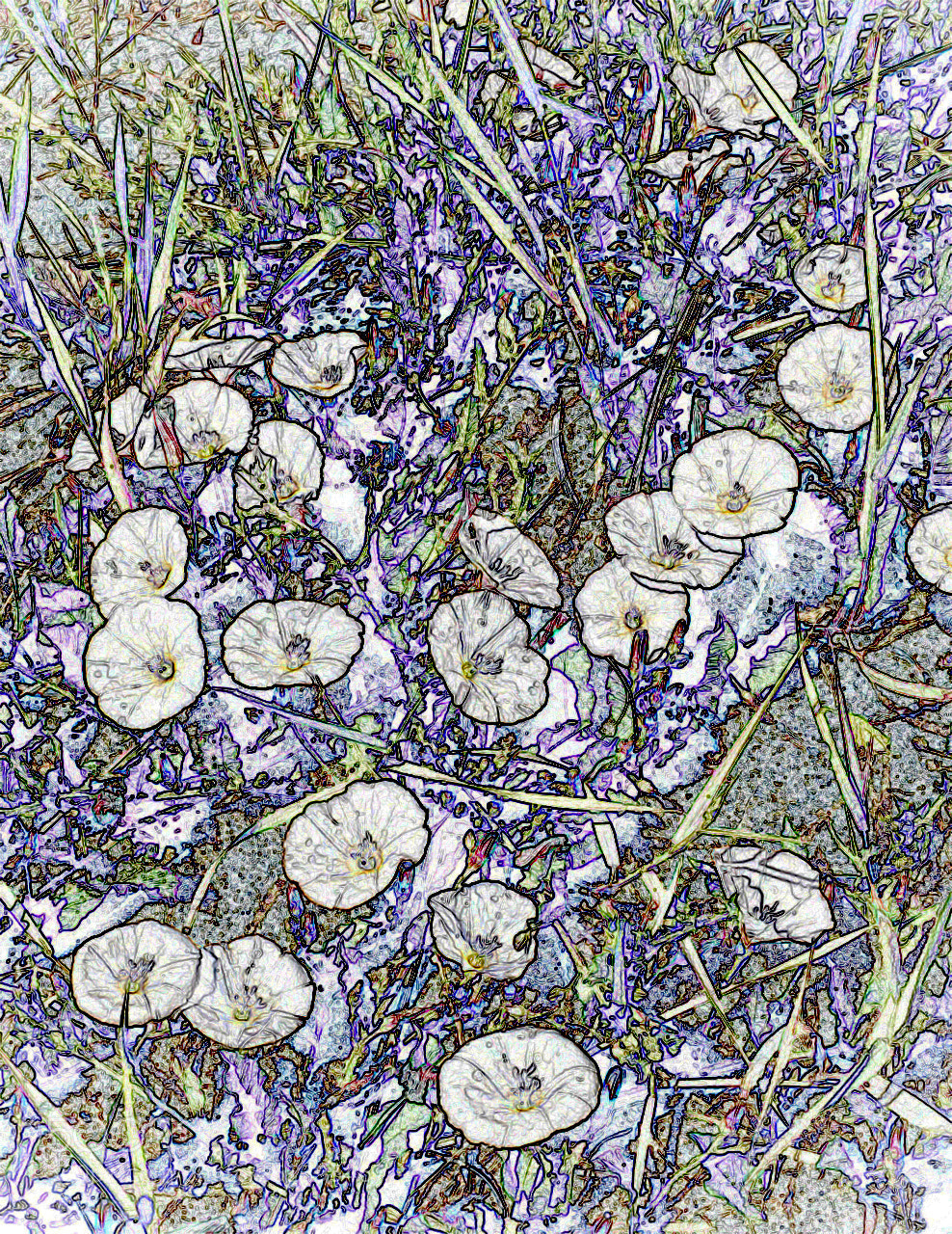 Apple iPhone 6 sample photo. Stylized flowers photography