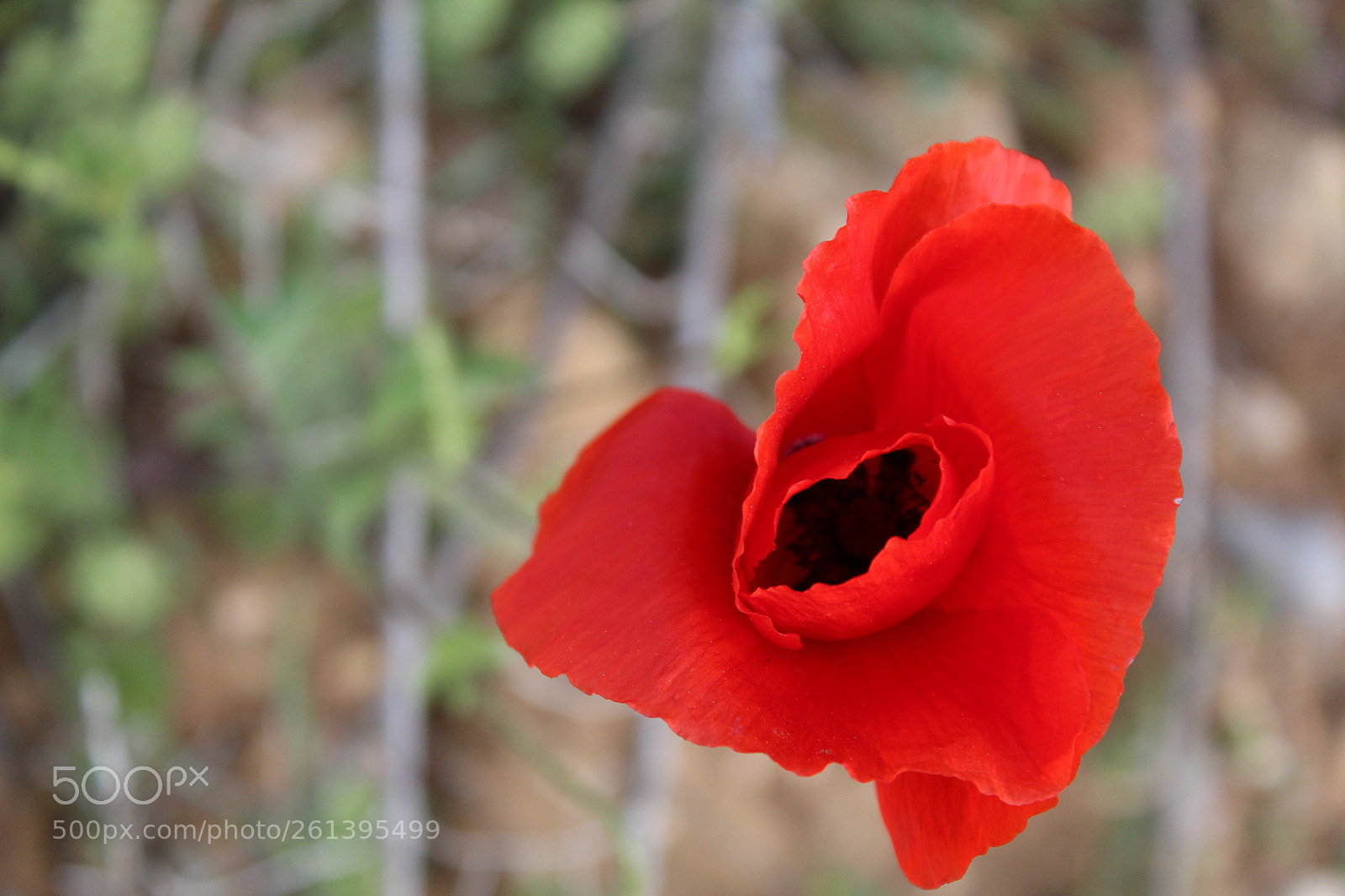 Canon EOS 1300D (EOS Rebel T6 / EOS Kiss X80) sample photo. Amapola photography