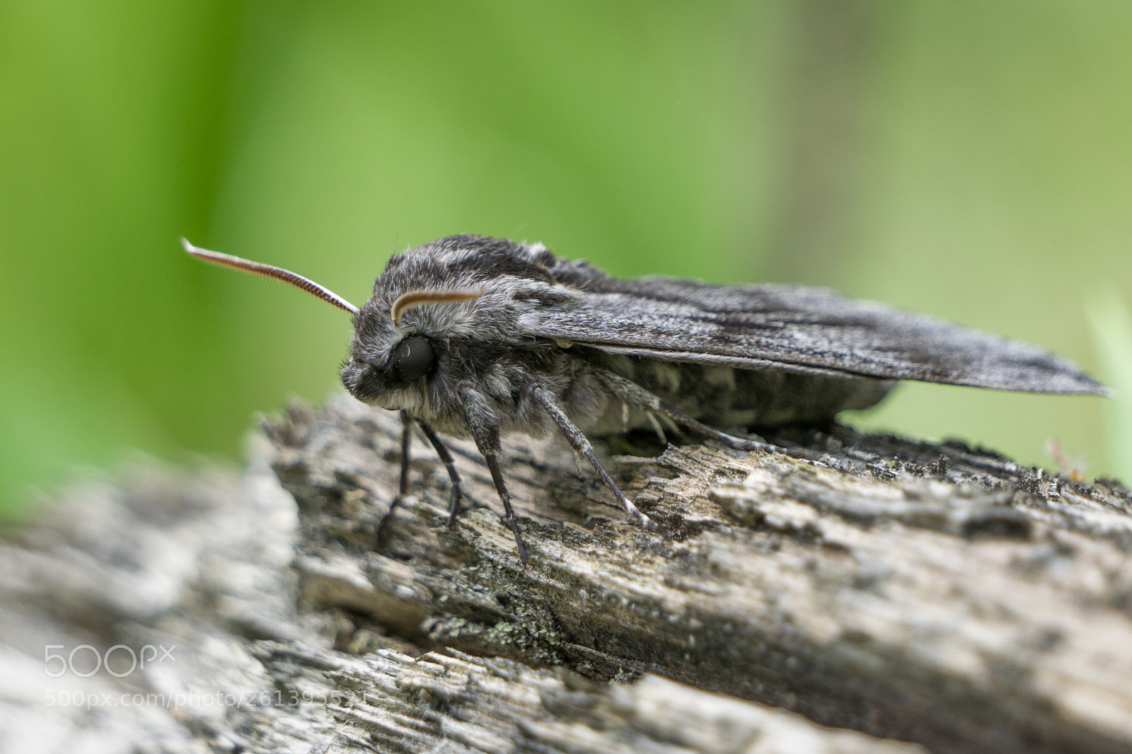 Sony a6000 sample photo. Lepidóptera photography
