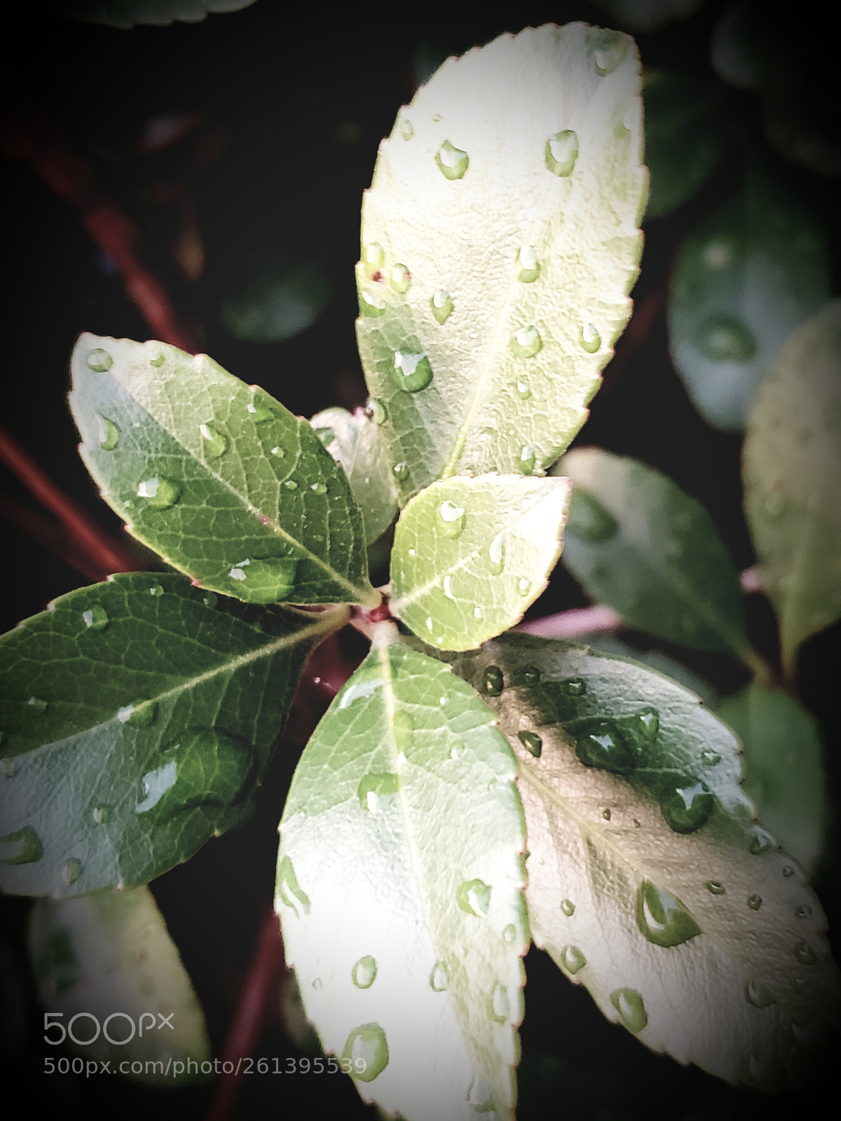 Samsung Galaxy S9+ sample photo. Morning dew photography