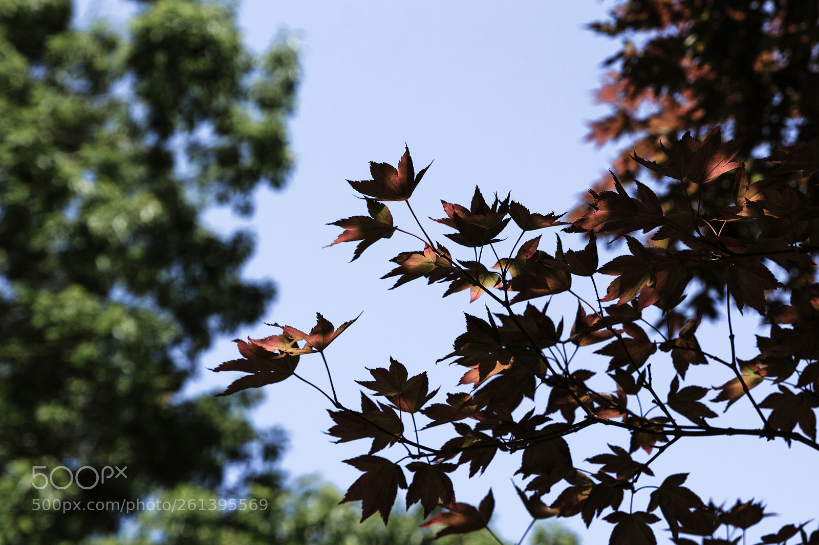 Canon EOS 650D (EOS Rebel T4i / EOS Kiss X6i) sample photo. Summer leaves (157/365) photography