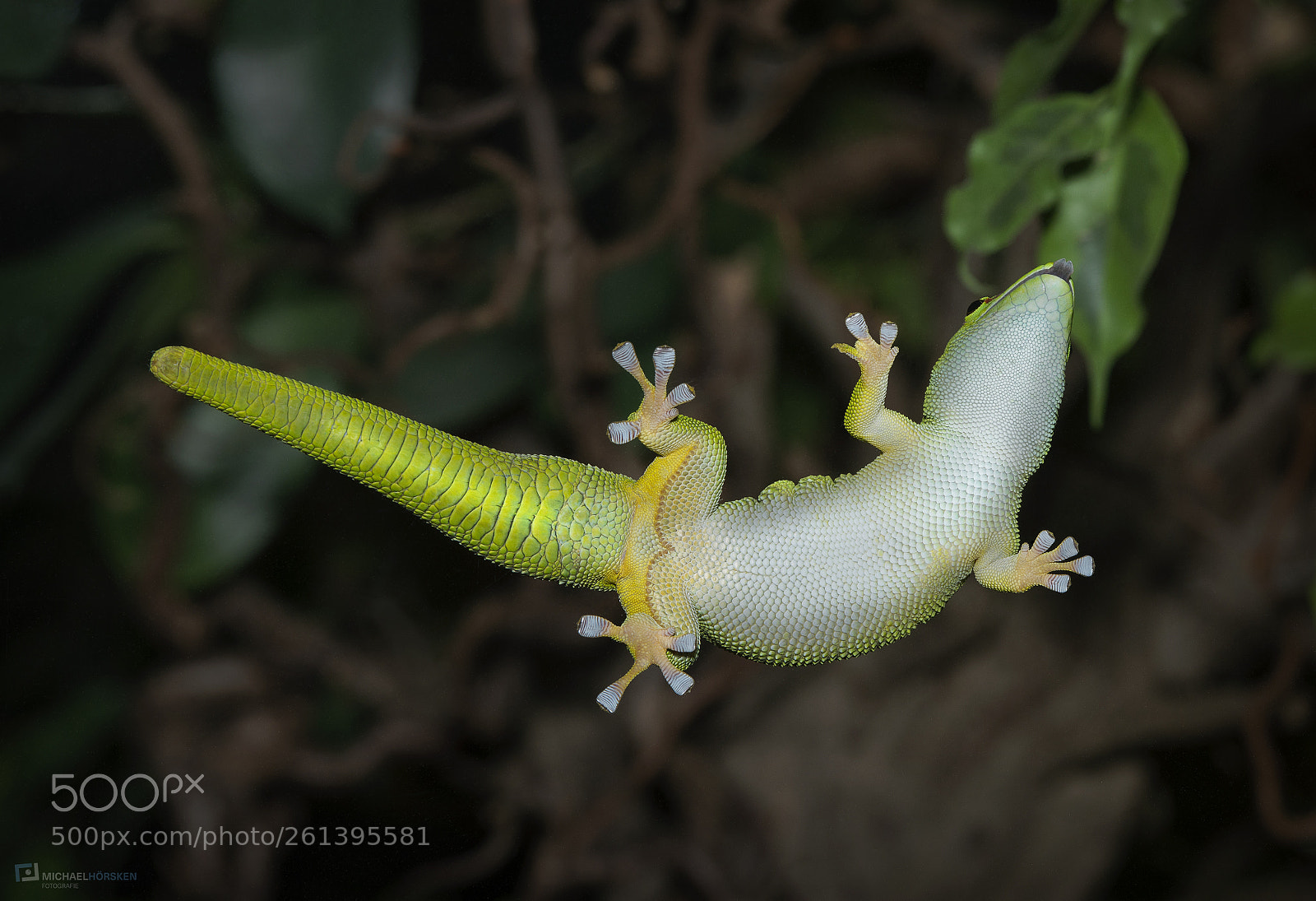 Nikon D800E sample photo. Screen cleaner photography