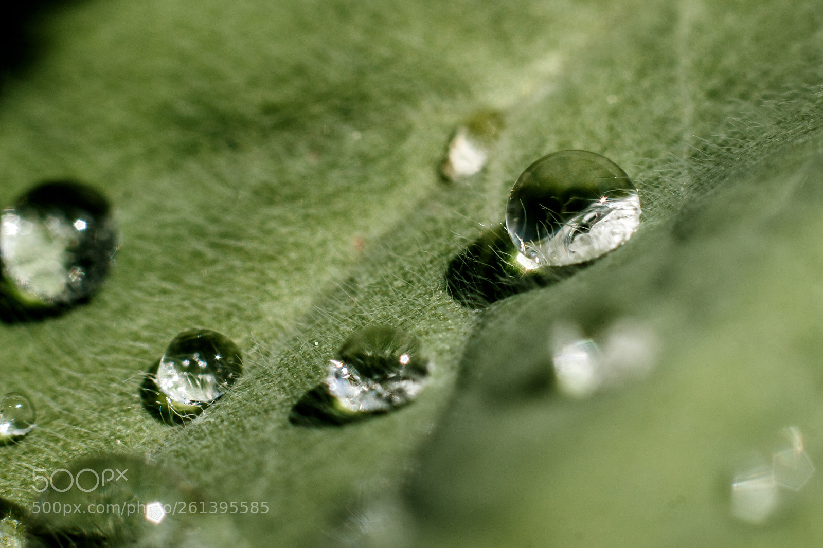 Canon EOS 650D (EOS Rebel T4i / EOS Kiss X6i) sample photo. Leaf drops (158/365) photography