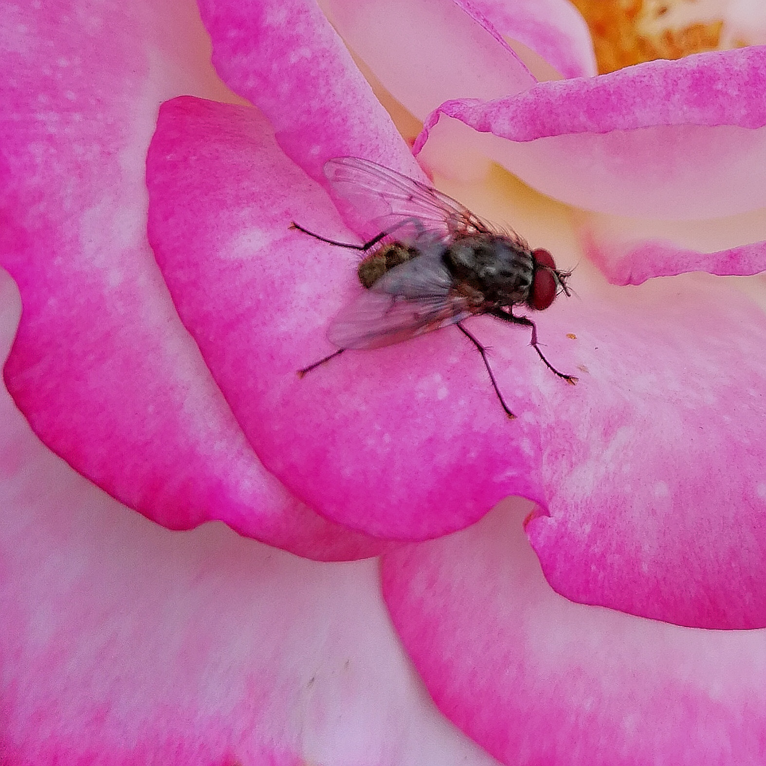HUAWEI P10 Plus sample photo. Fly photography